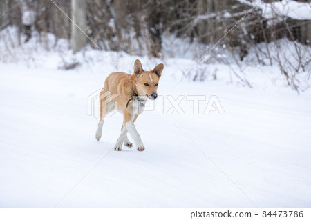 Cute red dog walking on white fresh snow at winter Cute red dog walking on white fresh snow at winter 84473786