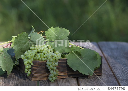 Green sweet organic grapes on natural branches in wooden box on wooden table at sunny day. 84473798