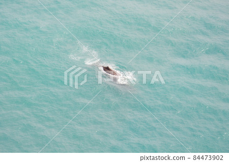A sperm whale taken from a helicopter view. Kaikoura whale watching in New Zealand. 84473902