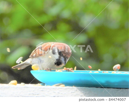 Sparrow 84474007