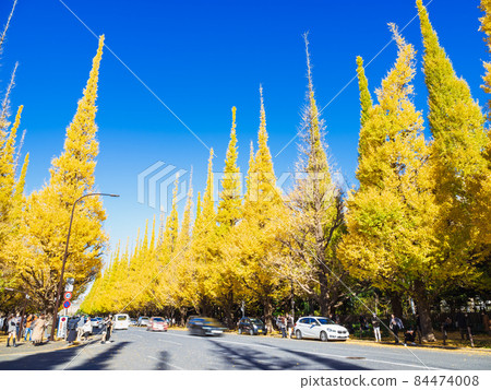 Autumn Jingu Gaien, a row of Icho trees 84474008