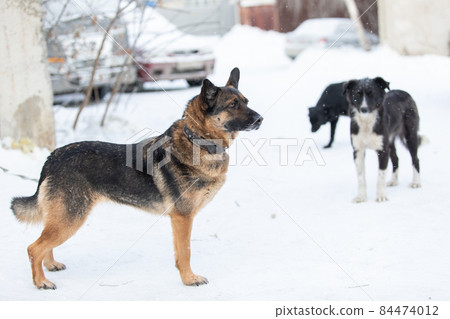 Stray dogs in winter on urban background. Disabled dog without paw in collar in foreground. 84474012