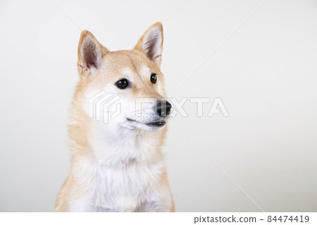 笑起來的芝犬的半身像-照片素材（圖片） [84474419] - PIXTA圖庫
