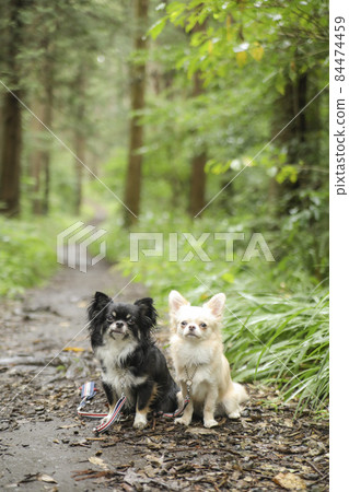 Two long coat Chihuahuas on a rainy mountain road 84474459