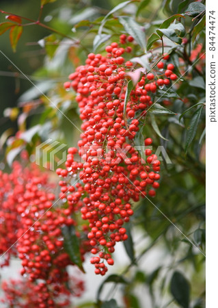 Nandina in early winter 84474474