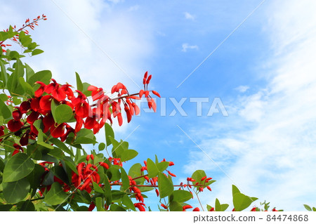 美國 deigo 紅花藍天白雲 美國 deigo 紅花藍天白雲 84474868