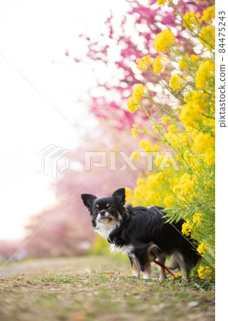 油菜花、河津櫻花和黑色和棕褐色的長外套奇瓦瓦 84475243