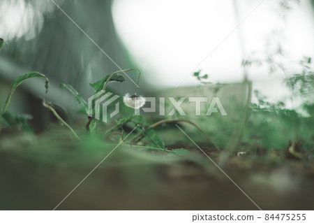 Plants that are about to run out of life 84475255