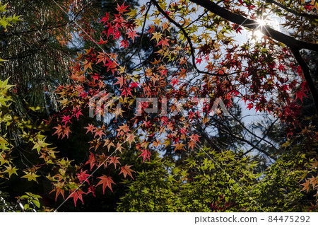 Autumn leaves of Kyoto Ryoanji Temple 84475292