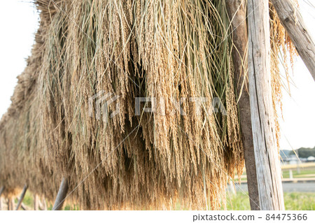 Rice Feast In the countryside of Tohoku Rice Feast In the countryside of Tohoku 84475366