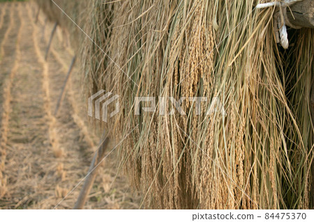 Rice Feast In the countryside of Tohoku 84475370