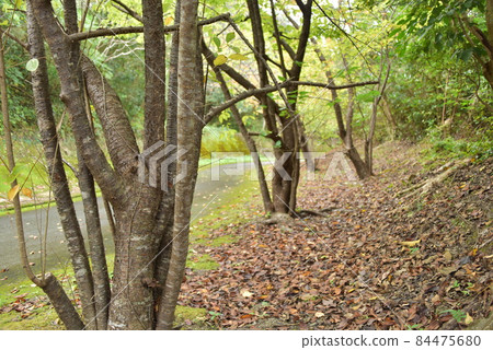 Season of fallen leaves Season of fallen leaves 84475680