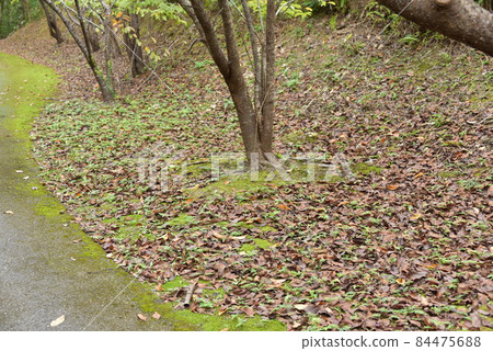 Season of fallen leaves 84475688