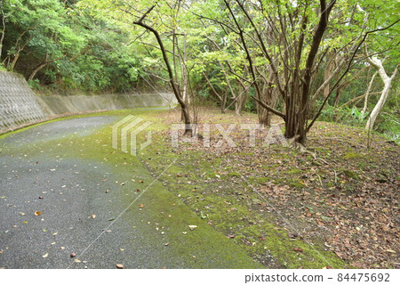 Season of fallen leaves 84475692