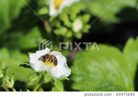 Blooming strawberry with bee on an organic farm. Gardening concept 84475693