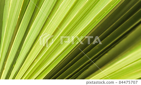 Palm leaf texture for background. Summer holiday and tropical nature concept. Palm leaf texture for background. Summer holiday and tropical nature concept. 84475707