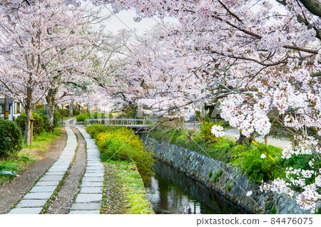 京都市左京區哲學之路-櫻花盛開- 京都市左京區哲學之路-櫻花盛開- 84476075