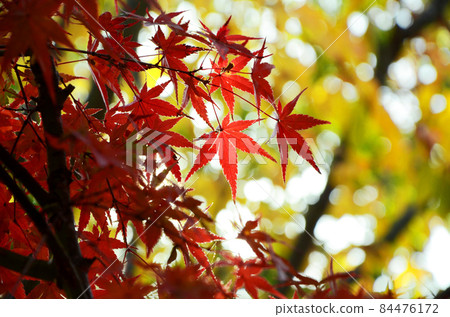 Maple leaves that turn red 84476172