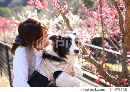 Border Collie of a woman and her dog watching plum blossoms in a plum garden Border Collie of a woman and her dog watching plum blossoms in a plum garden 84476208