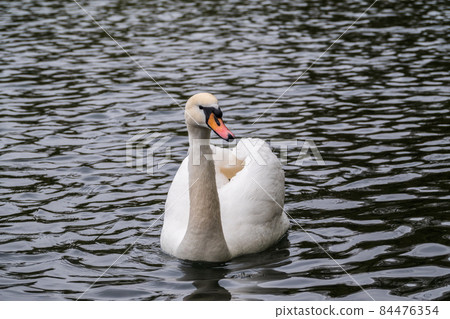 A graceful white swan swimming on a lake with dark water. The white swan is reflected in the water 84476354
