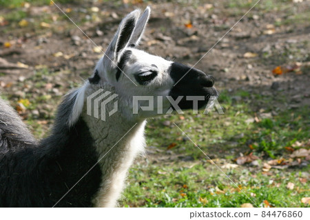 Lama (Lama glama) Lama (Lama glama) 84476860