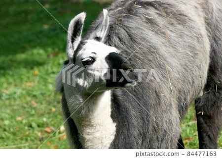 Lama (Lama glama) Lama (Lama glama) 84477163