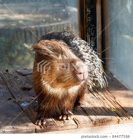 Humorous porcupine 84477586