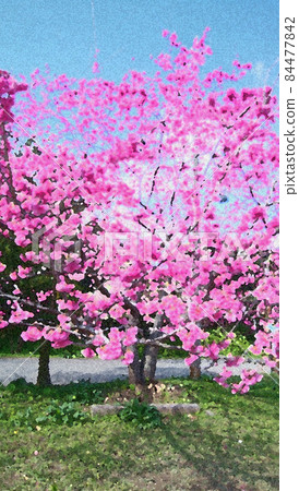 Cherry blossoms and blue sky_Watercolor style Cherry blossoms and blue sky_Watercolor style 84477842