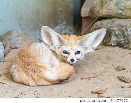 可愛的Fennec 可愛的Fennec 84477972