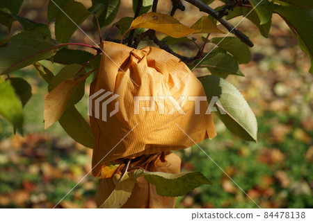 Sweet apple Haruka Sweet apple Haruka 84478138