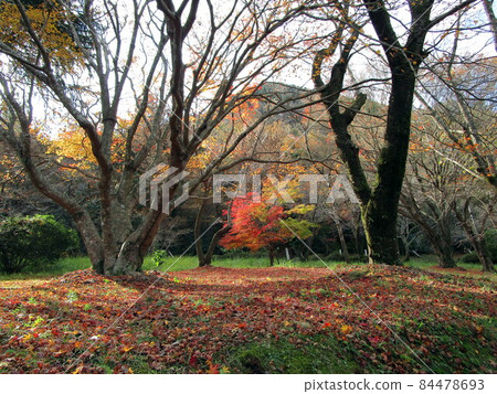 Autumn color of Satsumasendai city! Ramsar Treaty Registration Pond (Imutaike) 84478693