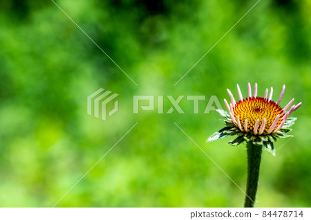 Selective focus on stunted purple coneflower against a green spring backdrop  84478714
