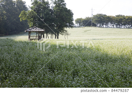 Scenery of Gochang Academy Farm with white buckwheat flowers 84479287
