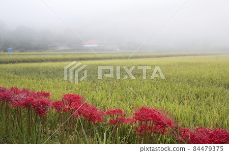 Red flowers blooming on the rice paddy fields on the way to Yongcheonsa Temple in Hampyeong 84479375
