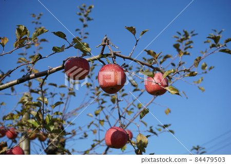 King of apples Fuji King of apples Fuji 84479503