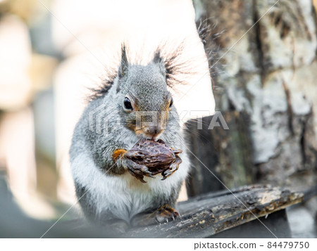 可愛的松鼠粉的有趣外觀 84479750