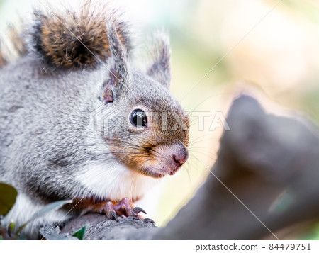 樹上一隻可愛的松鼠的有趣圖 84479751