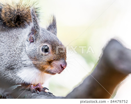 樹上一隻可愛的松鼠的有趣圖 84479752