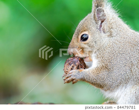 Fun appearance of a cute squirrel Meal Fun appearance of a cute squirrel Meal 84479781