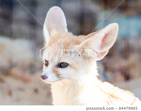 可愛的Fennec 可愛的Fennec 84479905
