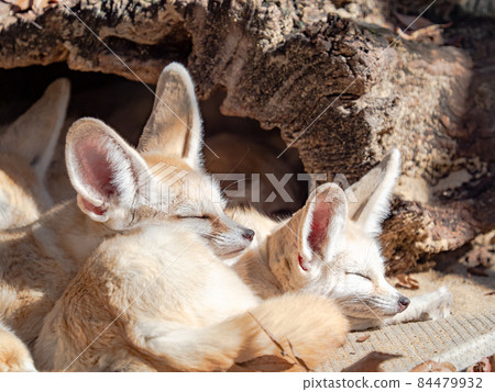 Cute Fennec Cute Fennec 84479932
