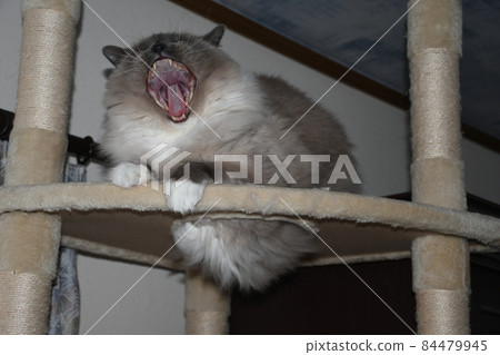 Ragdoll yawn 84479945