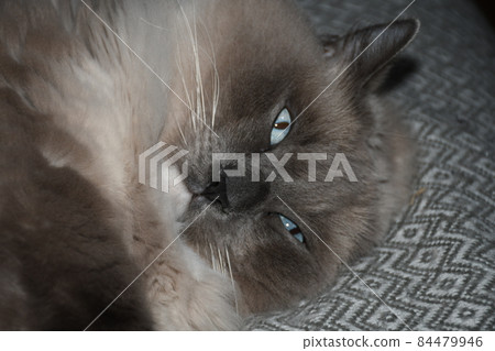 可怕的臉布娃娃 84479946