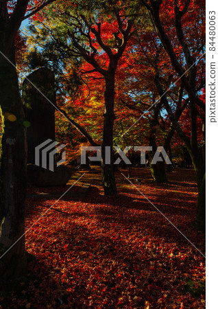 秋葉早晨 84480063