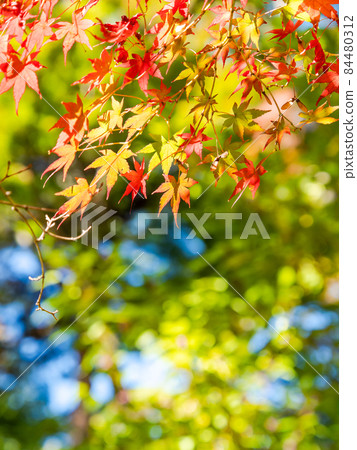 秋季傳統：美麗的秋葉風景 84480312