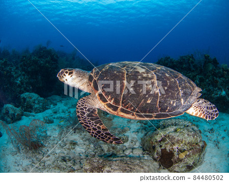 Sea turtles swimming in coral reefs (hawksbill turtles) (Grand Cayman, Cayman Islands) Sea turtles swimming in coral reefs (hawksbill turtles) (Grand Cayman, Cayman Islands) 84480502