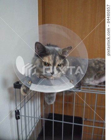 Cat pictures Cat pictures 84480857