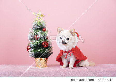 Pink background, Christmas tree and white chihuahua Pink background, Christmas tree and white chihuahua 84480918