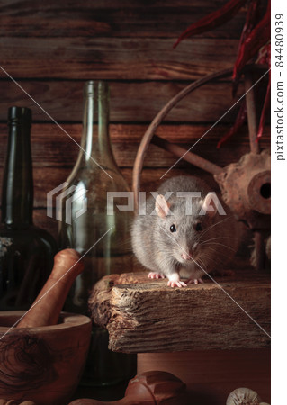 Rat on a table in an old shed. Rat on a table in an old shed. 84480939