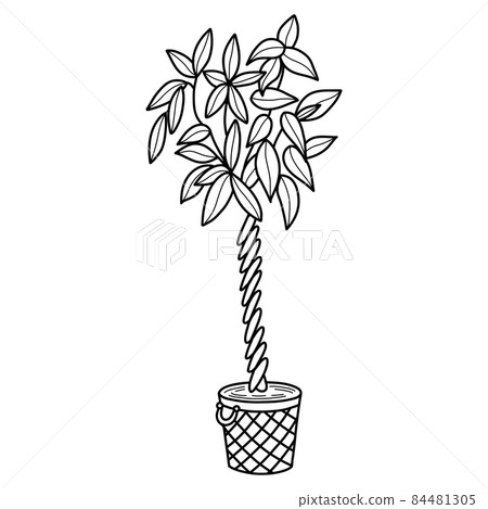 Picture of plant in pot Picture of plant in pot 84481305